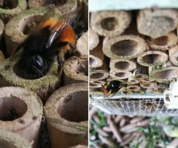 Loin d être confinée l abeille maçonne Louvre Lens