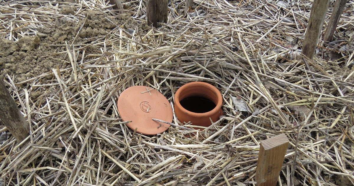 L'araignée : l'alliée écologique de votre potager ! - Louvre-Lens