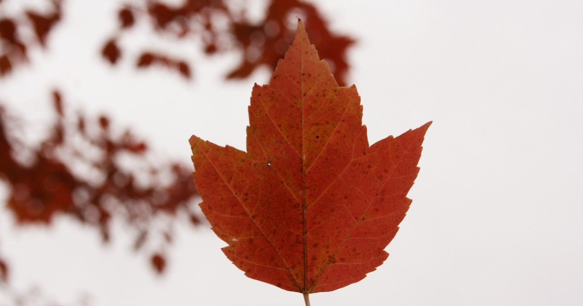Pendant l'automne, les arbres perdent leurs jolies feuilles. Une des  ramures du Noyer est tombée dans ce color…