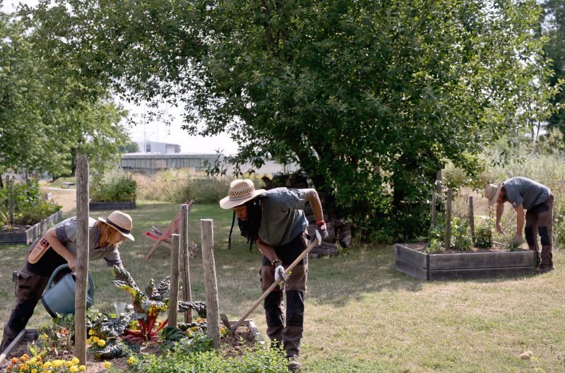 Cafés potagers